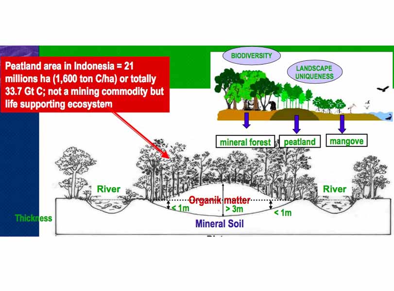 泥炭湿地と気候変動